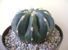 Melocactus maxonii