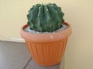 Ferocactus glaucescens f. inermis
