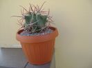 Ferocactus emoryi