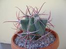 Ferocactus emoryi