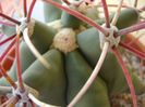 Ferocactus emoryi