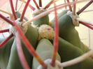 Ferocactus emoryi