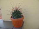 Hamatocactus (Ferocactus) hamatacanthus