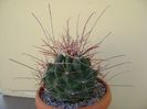 Hamatocactus (Ferocactus) hamatacanthus