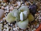Crassula cv Morgan's Beauty