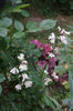Penstemon