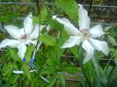 clematis beautiful bride