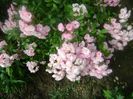 Heavenly pink