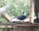 Pui de anul acesta fara inel din mama alba si tata baltat pe negru