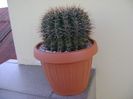Notocactus bommeljei