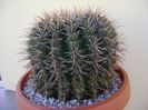 Notocactus bommeljei