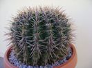 Notocactus bommeljei