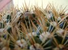 Notocactus bommeljei, detaliu