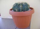 Ferocactus macrodiscus