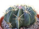 Ferocactus macrodiscus