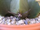 Ferocactus macrodiscus, detaliu