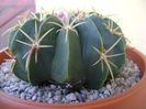 Ferocactus macrodiscus