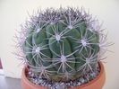 Gymnocalycium saglionis