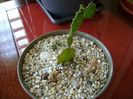 grup de 3 Opuntia