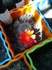 Rebutia Senilis var Kesselringian