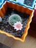 Rebutia Senilis