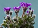 Trichodiadema-densum-Miniature-Desert-Rose4