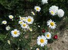 margarete