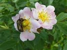 rosa canina