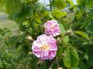 Paul's Himalayan Musk