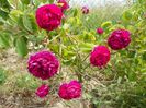 Aimable Rouge