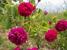 Aimable Rouge