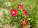 Candia Meillandecor