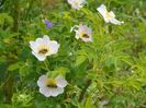 rosa canina