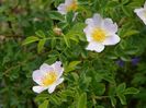 rosa canina