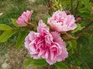 Pink Grootendorst
