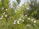 rosa canina