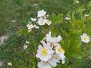 rosa multiflora