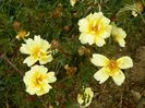 Harrison’s Yellow