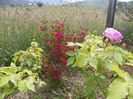 weigela Eva Rathke