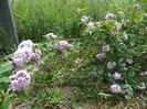 deutzia Rosea Plena