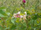 lonicera belgica