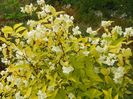philadelphus aureus