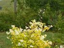 philadelphus aureus