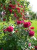 Darcey bussell