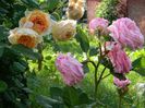 C P M Rosengrafin Marie henriette