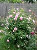 Cottage rose
