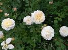 Crocus rose