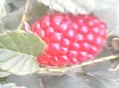 Tayberry Medana,26.05.2018