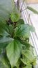 Hibiscus din seminte  3 luni
