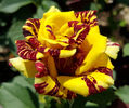 Simsalabim (tufa) 60